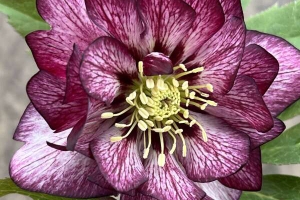 Helleborus 'Whirlwind Romance' New 2024